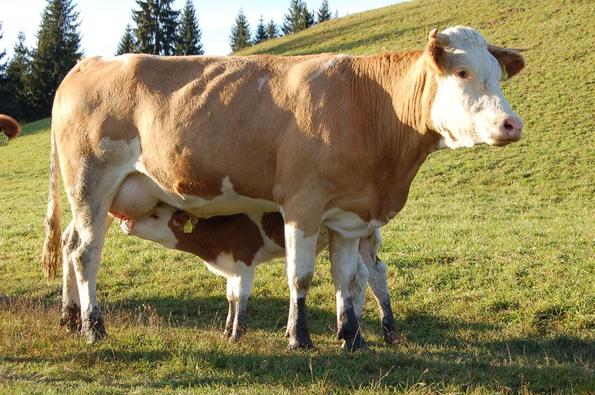 Walcherhof Arriach Bagian luar foto